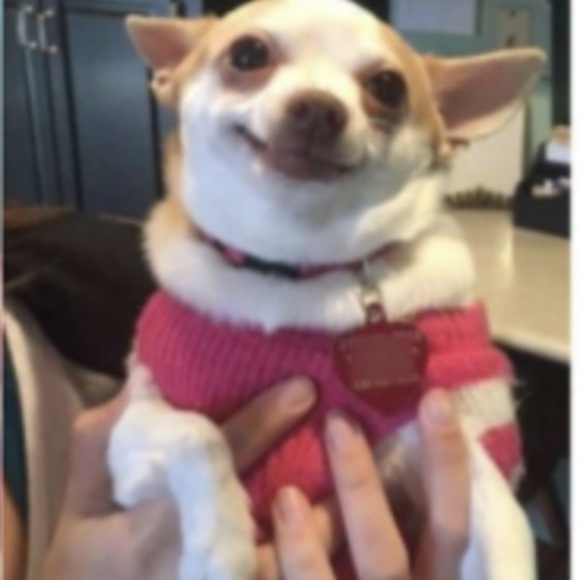 Meet your Posher, Maddie - Picture 1 of 1